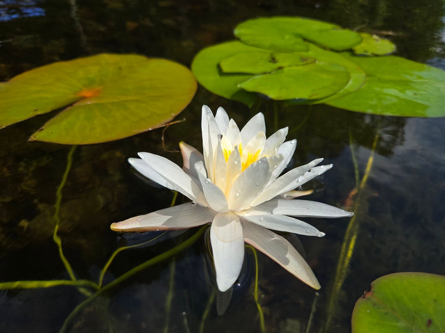 May be an image of white lily