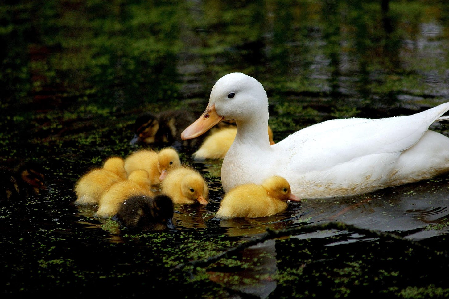 Baby Ducks Wallpaper (62+ images)