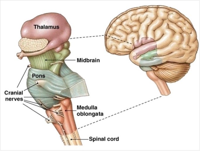 Brain stem