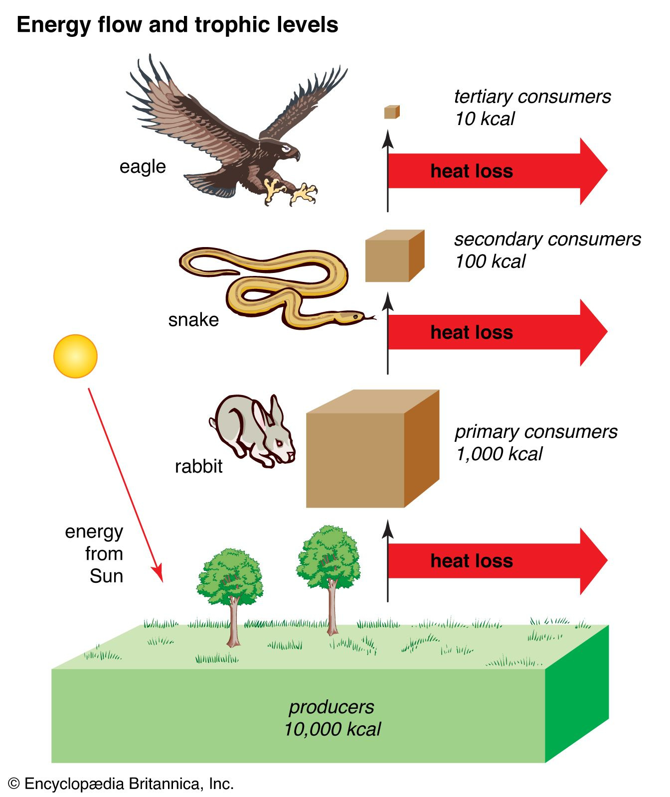 https://cdn.britannica.com/00/95200-050-3629D9C8/Energy-flow-heat-loss-amount-biomass-land.jpg