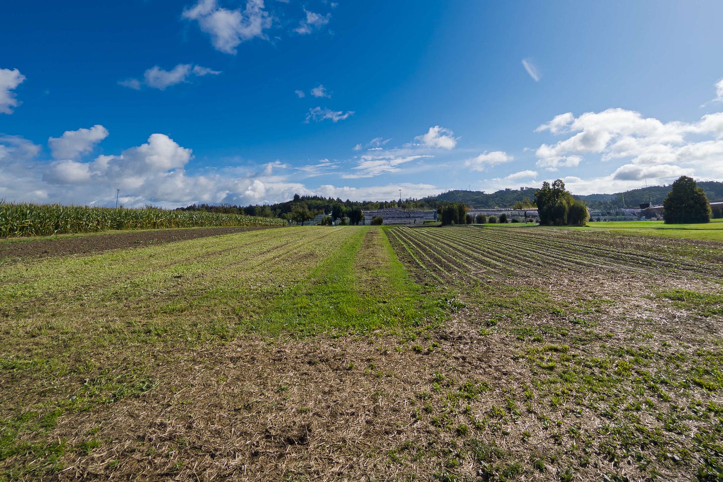 Landwirtschaftliche Versuchsparzellen auf dem Oberacker bei Zollikofen. Die unterschiedlich bewirtschafteten Felder zeigen deutliche Unterschiede im Pflanzenaufwuchs und in der Bodenbedeckung. Im Hintergrund sind Maisfelder, Bäume und die Hügellandschaft des Berner Mittellands zu sehen, darüber ein blauer Himmel mit Wolken.