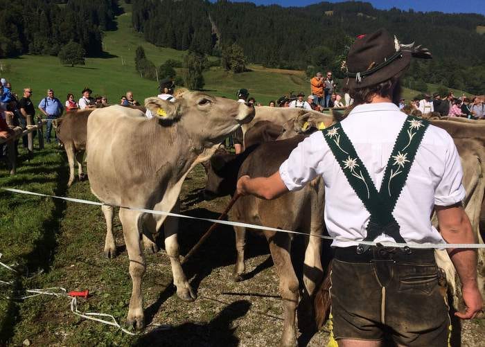 Herder and cows at the Viehshied in Bolsterlang. Herder and cows at the Viehshied in Bolsterlang.
