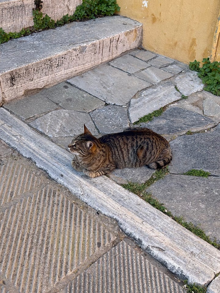 A beautiful home overflowing with wisteria and the local cat greeting passersby as they make their way up to the Acropolis