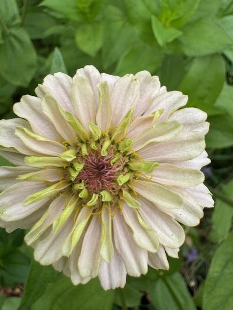 3 photos of zinnias in a variety of colours