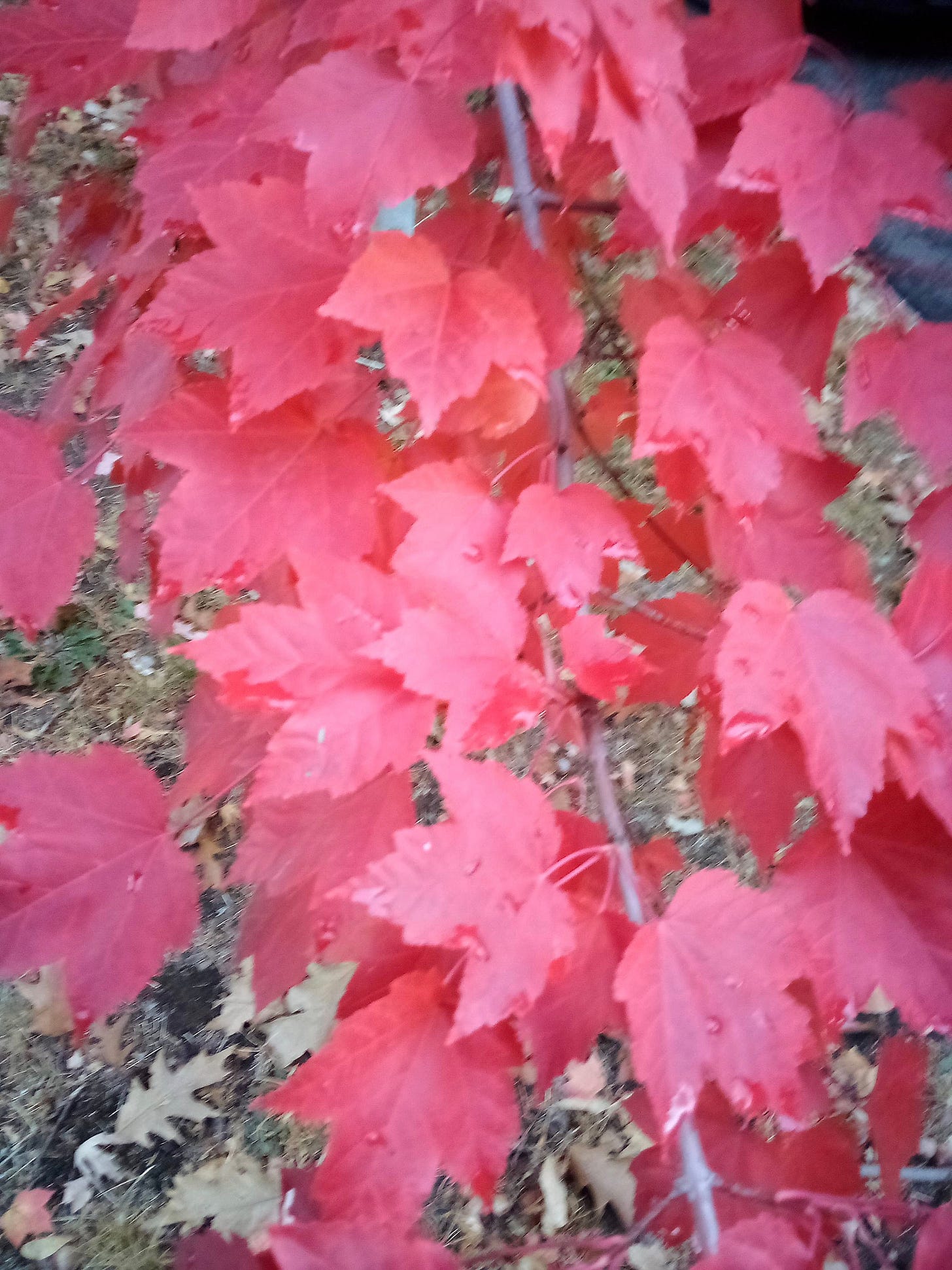 bright red maple leaves on a branch