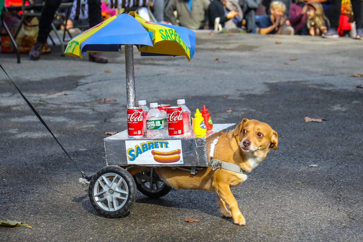 All the best doggos at Fort Greene's 'Great Pupkin' costume contest -  Brooklyn Magazine