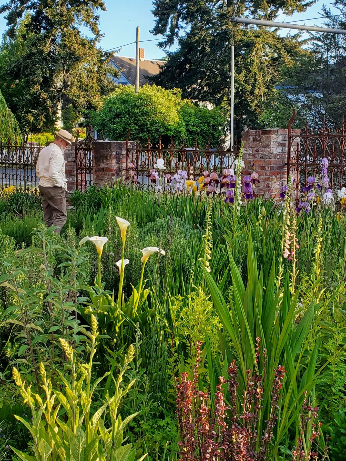 A person standing in a lush garden with tall flowering plants and greenery in front of a brick and ironwork fence and house in Port Townsend.