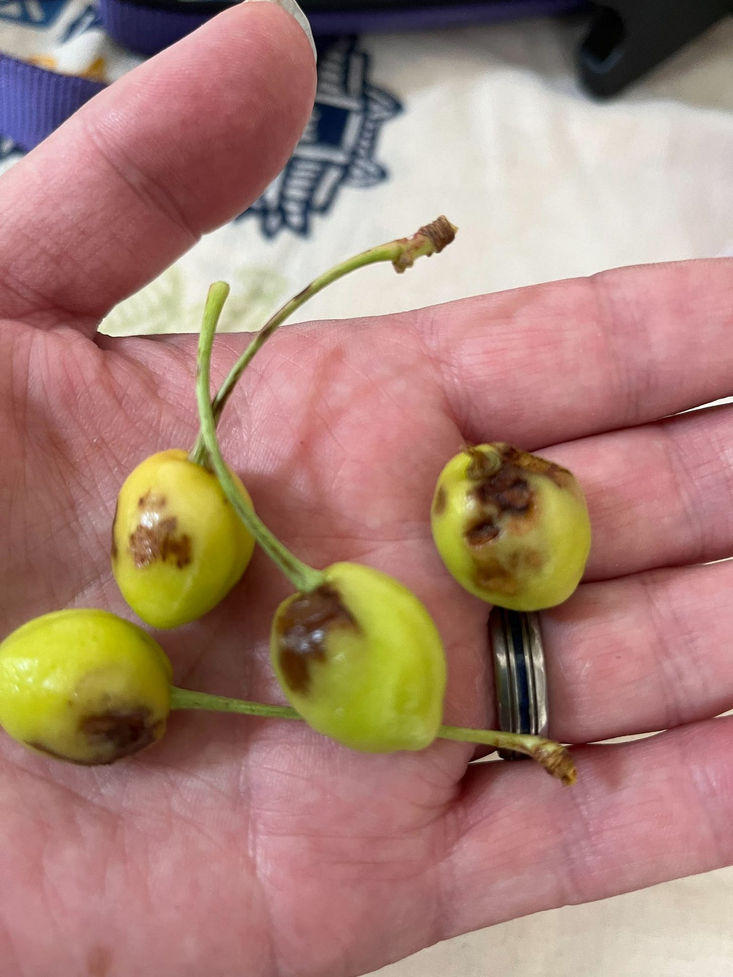 May be an image of food