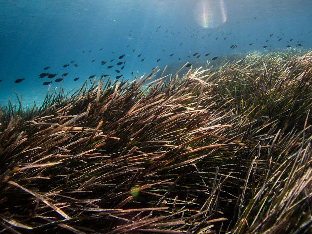 La posidonie de Méditerranée pourrait bien être l’arme secrète pour dépolluer la Méditerranée et peut-être les océans La posidonie de Méditerranée pourrait bien être l’arme secrète pour dépolluer la Méditerranée et peut-être les océans