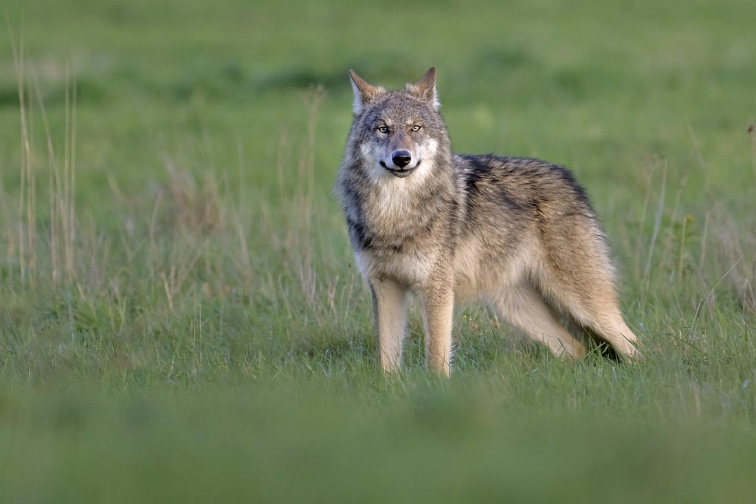 Wolf slaat steeds vaker toe: ruim drie keer zoveel aanvallen dan vorig ...