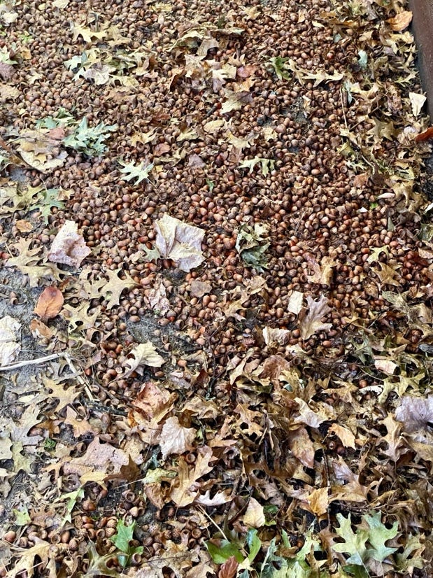 A pile of leaves and nuts

Description automatically generated