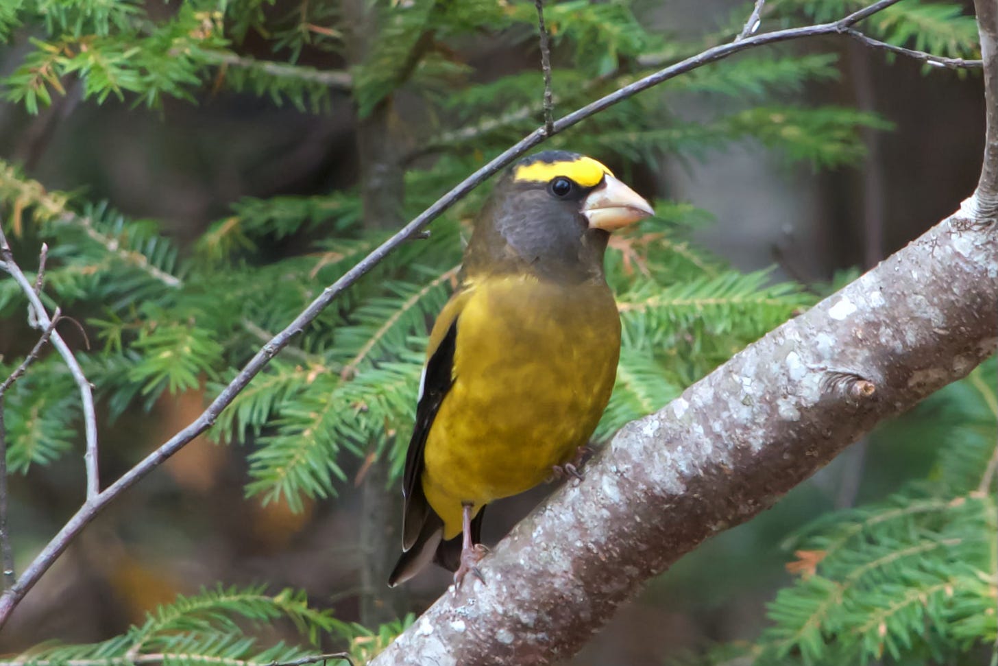 A male Evening Grosbeak perches on a branch of a Balsam Fir.