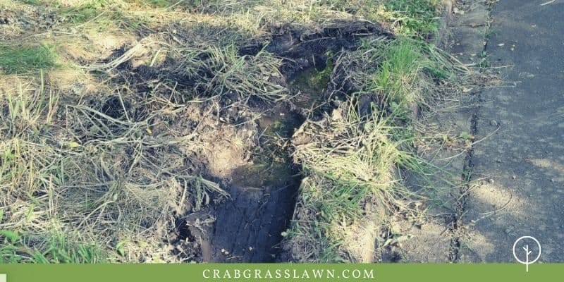 Someone Drove On My Lawn! What Should I Do? | CG Lawn