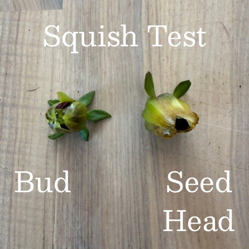 How To Tell A Dahlia Seed Head From A Bud