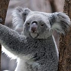 Treasure Hunting in Down Under: High Octane ASX-listed Miners 