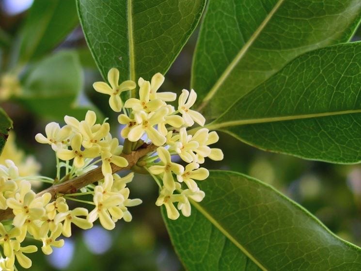 Osmanto - Osmanthus fragrans - OSmanthus fragrans - Piante da Giardino -  Osmanto - Osmanthus fragrans - Arbusti