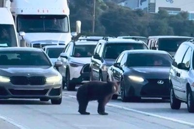 Bear blocks traffic on California highway