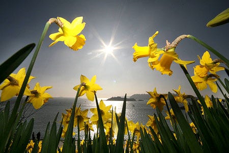 Daffodils Daffodils
