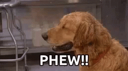 a dog is sitting in front of a sink with its eyes closed and says phew ! a dog is sitting in front of a sink with its eyes closed and says phew !