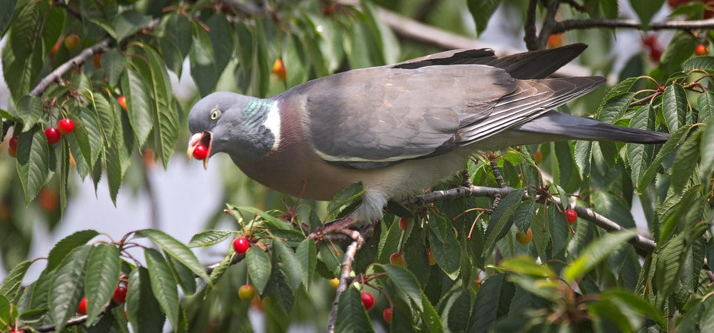 Picking cherries