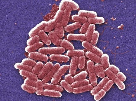 La bactérie Escheria Coli La bactérie Escheria Coli