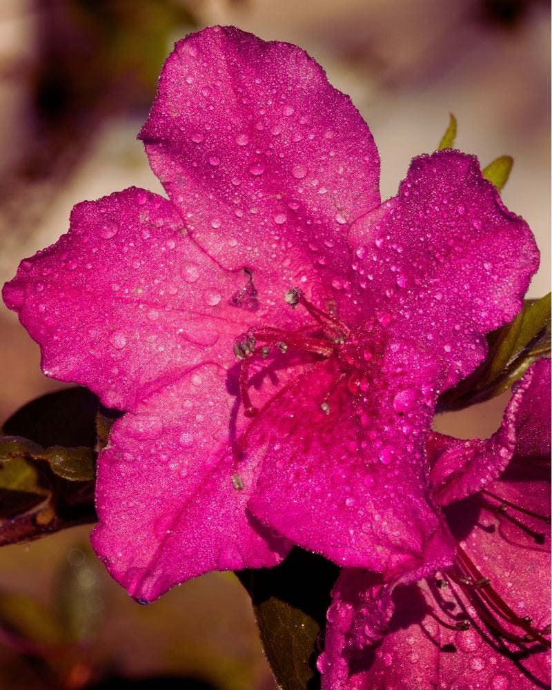 a close up of a flower a close up of a flower