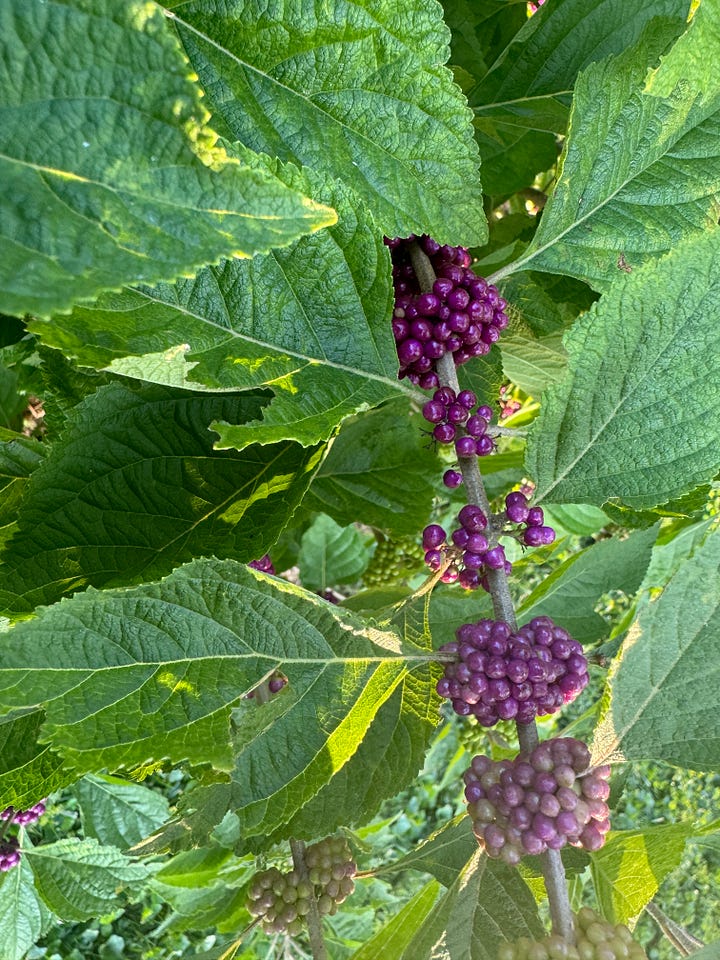 Flowers and berries in my fall garden