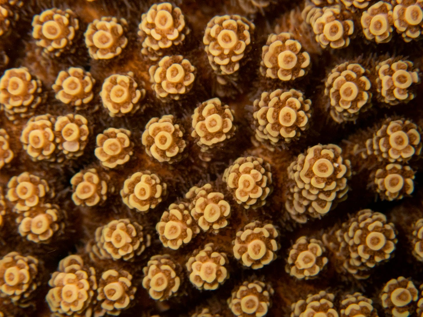 a close up view of some very pretty corals