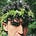 Joseph Eliot DeBrine's avatar