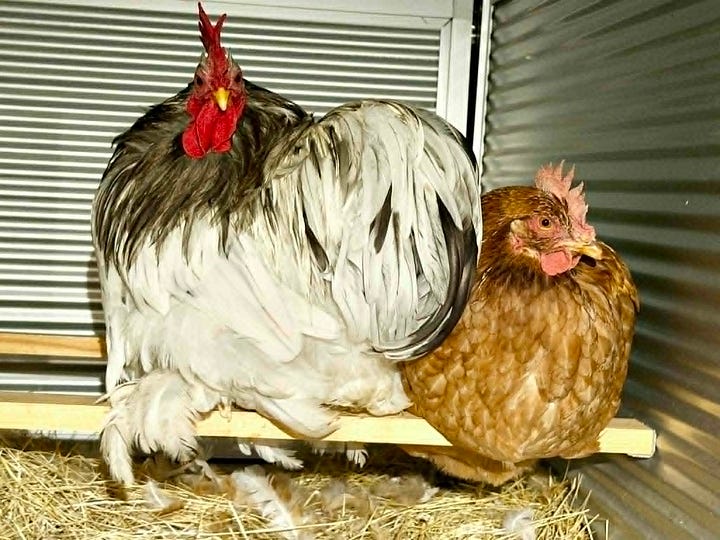 A little puffball of a grey rooster and an isa brown hen sit side by side