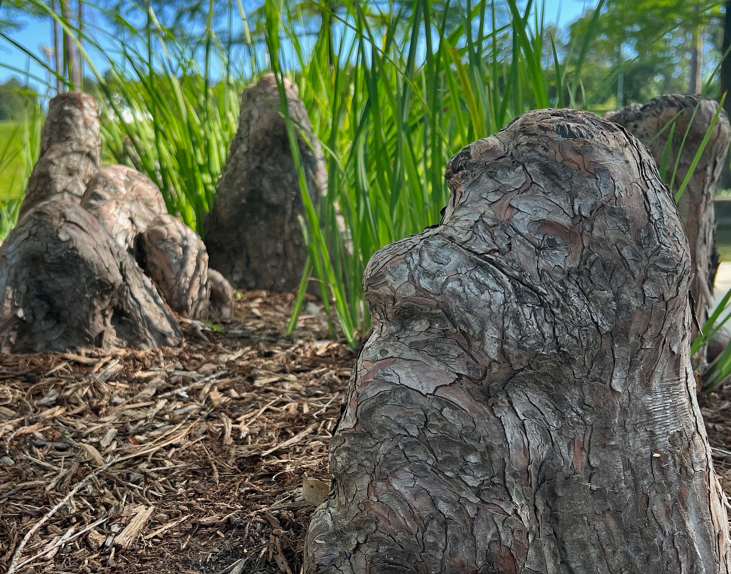 A close-up photo of cypress tree roots, called knees; they look like creatures coming from the earth surrounded by pine needles