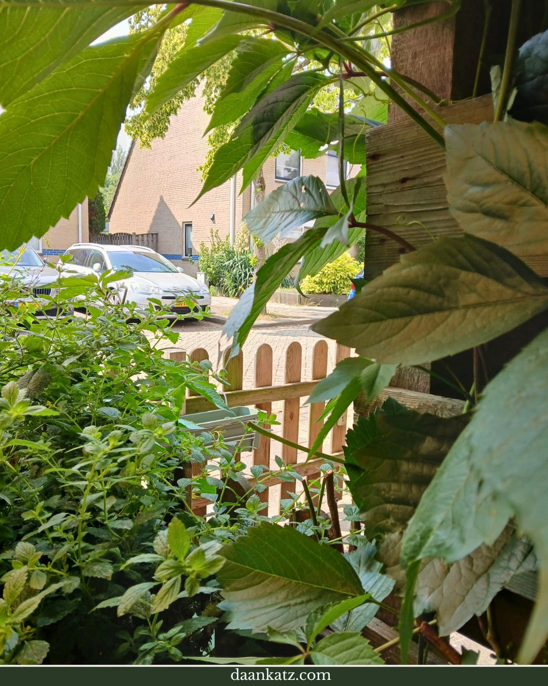 Green leafy plants in the foreground with a wooden fence, parked cars, and houses visible in the background on a sunny day.