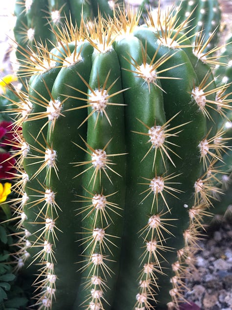 Cacti against blue sky, blonde woman in pink shirt, calm sunny lobby, and a sign that reads, "Take a long, slow, deep breath."