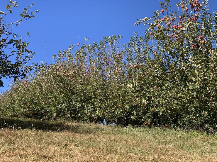 Orchards are the prettiest places...