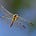 Germinate 