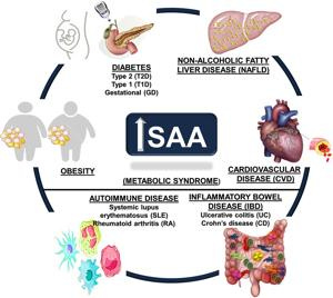 Frontiers | Serum amyloid A and metabolic disease: evidence ...