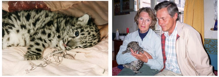 A person holding a baby leopard

Description automatically generated