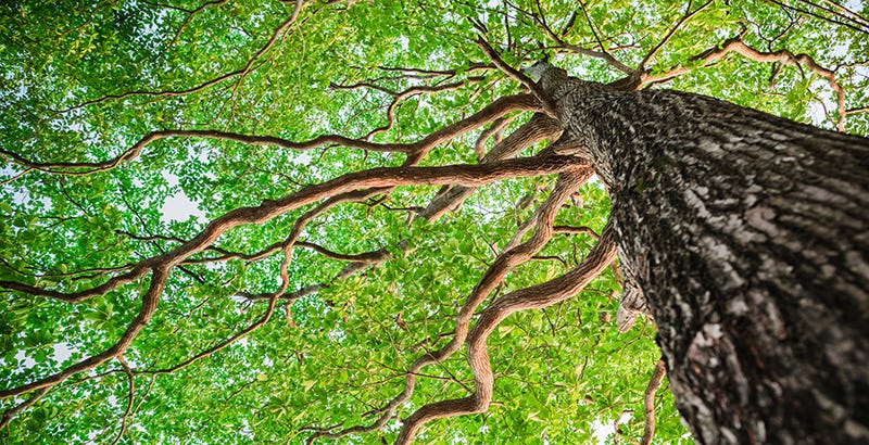 Resultado de imagen de arbol