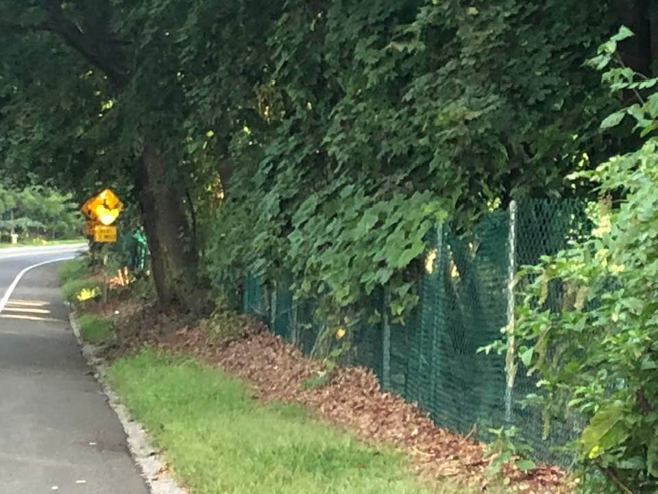 May be an image of deer, road and grass