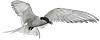 Accidental Vagrant - Harold’s Substack