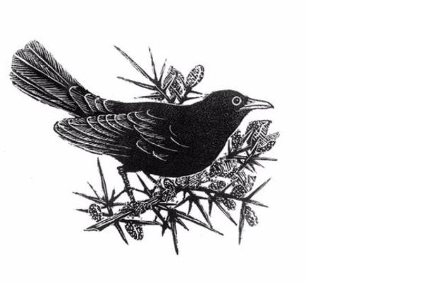 The Blackbird | Seamus Heaney Centre | Queen's University Belfast
