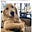 G. Retriever's avatar