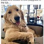 G. Retriever's avatar