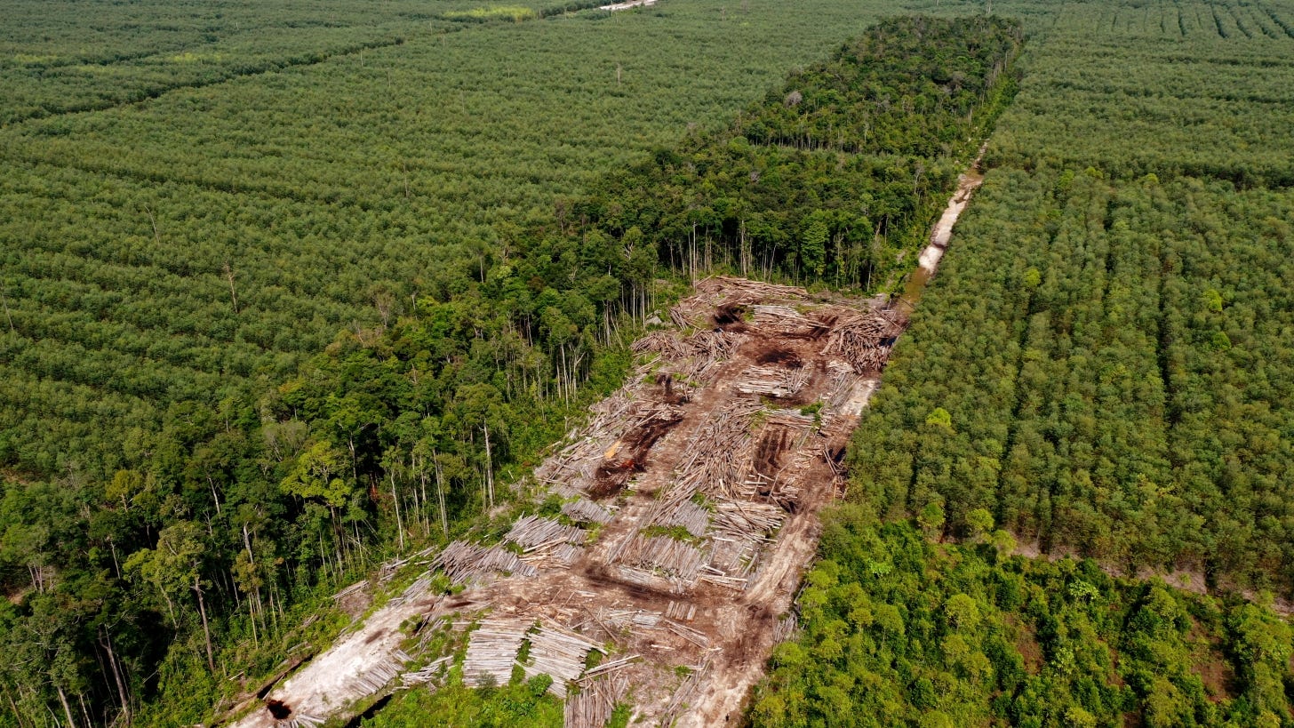 Piles of logs amidst a tree plantation