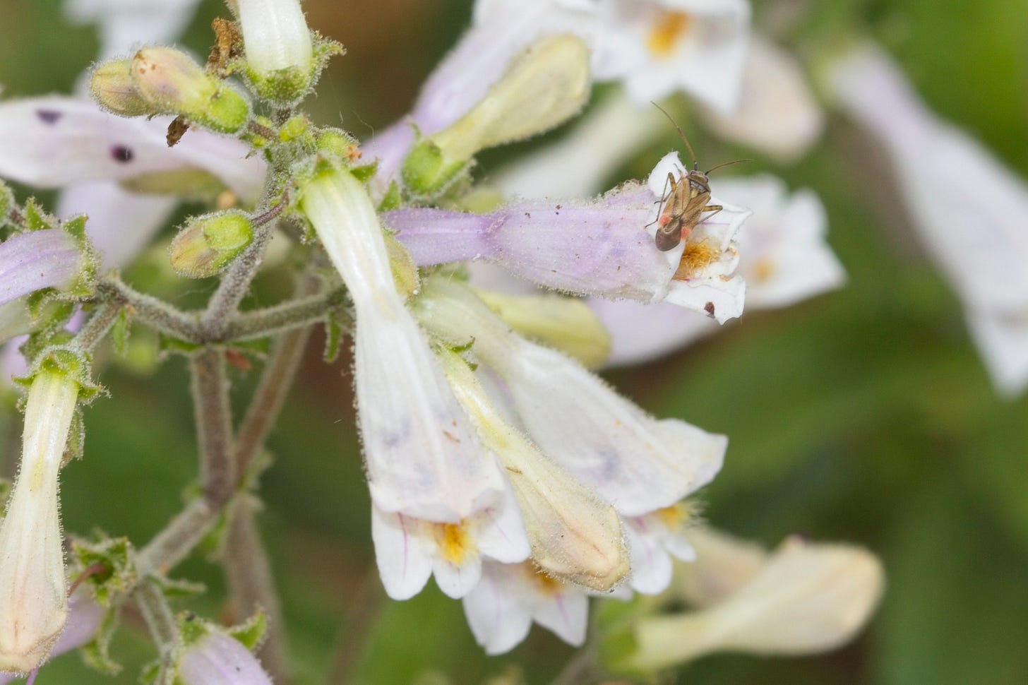 Close-up of a plant with white tubular flowers, with hints of pale purple-pink and yellow within the flowers, and a small bug on one of the flowers. The bug is pale brown with a red spot on either wing.
