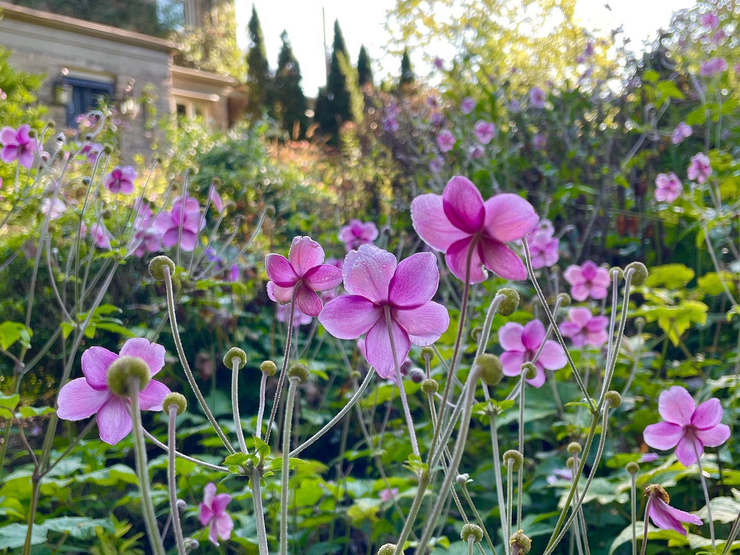 Japanese Anemone in the Cottage Garden for GBBD