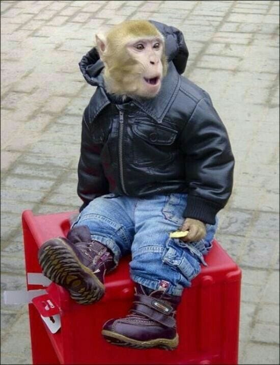 Monkeys In Clothes | Hewan peliharaan, Hewan, Fotografi