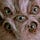 User's avatar