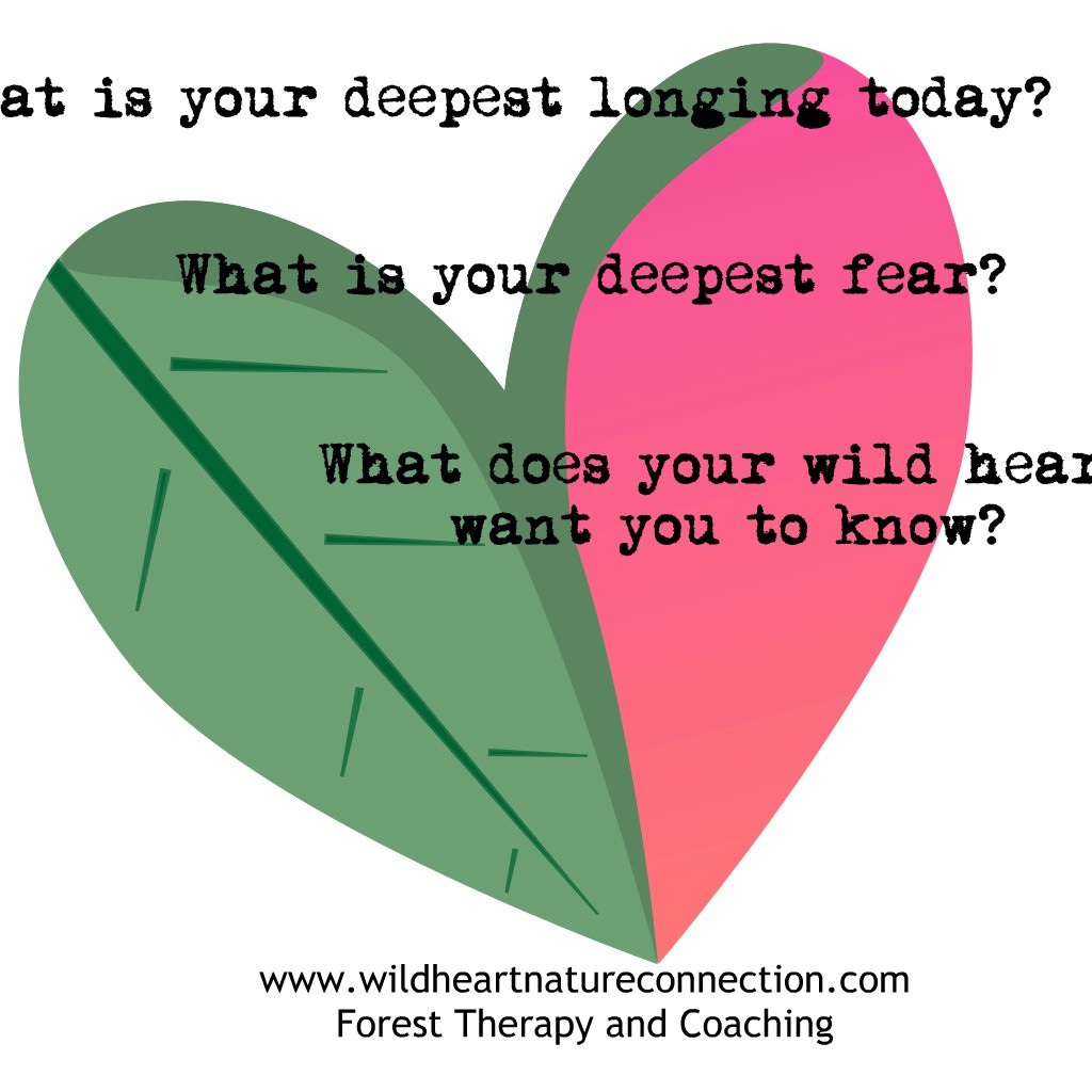 Wild Heart Nature Connection