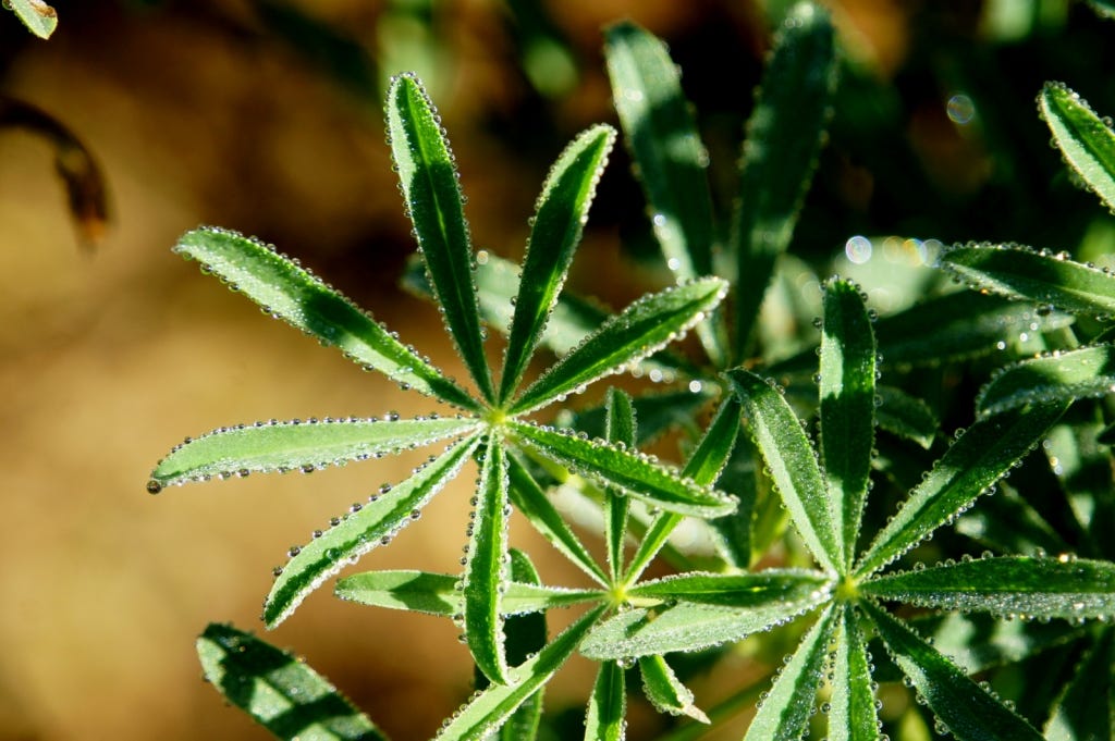 Dew on some Big Sur greenery. Dew on some Big Sur greenery.